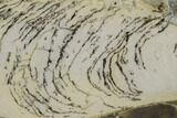 Polished Mesoproterozoic Stromatolite - Siberia #180000-1